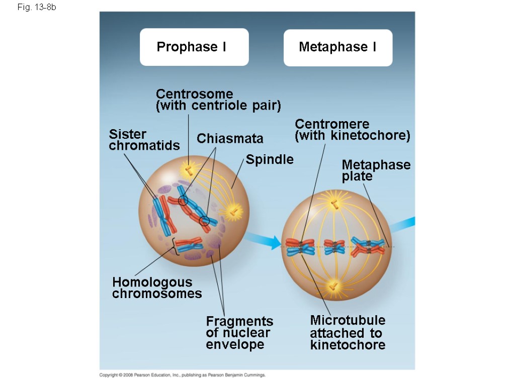 Fig. 13-8b Prophase I Metaphase I Centrosome (with centriole pair) Sister chromatids Chiasmata Spindle